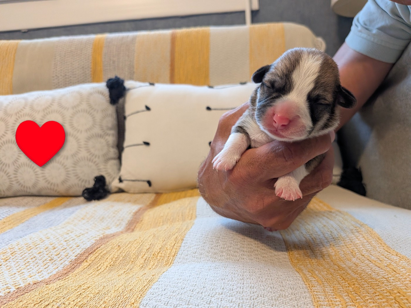 Des Jolis Coquelicots - Chiots disponibles - Welsh Corgi Pembroke