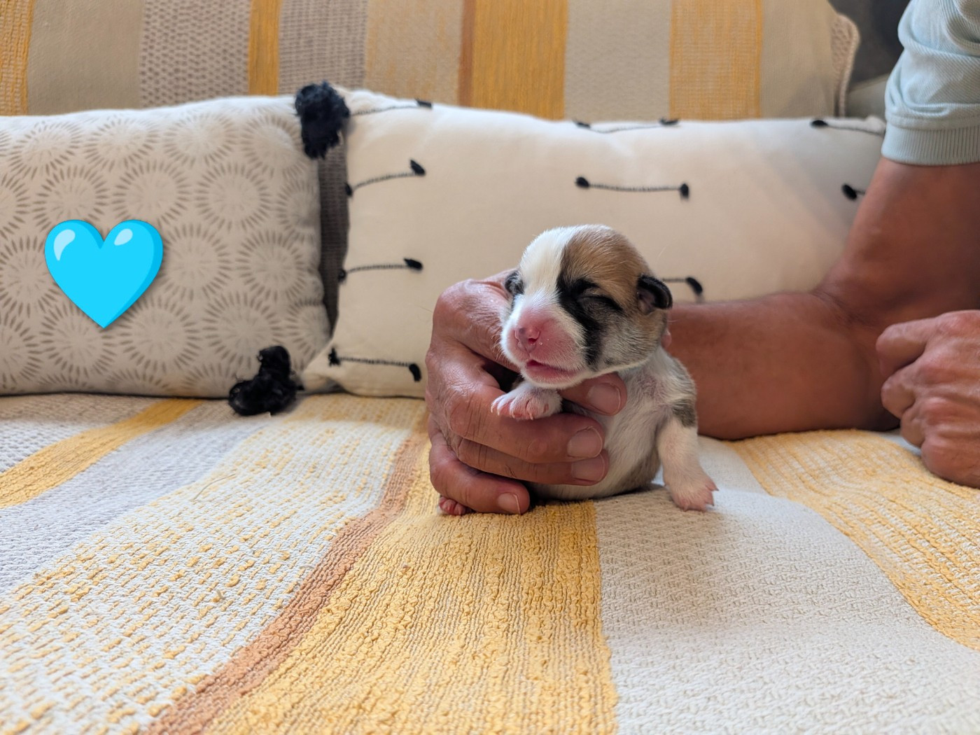 Des Jolis Coquelicots - Chiots disponibles - Welsh Corgi Pembroke