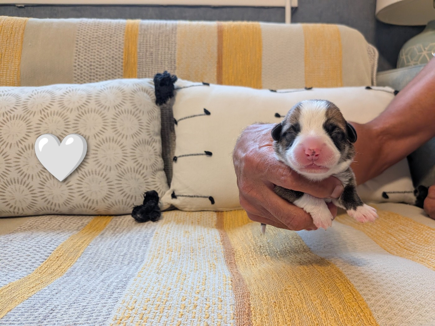 Des Jolis Coquelicots - Chiots disponibles - Welsh Corgi Pembroke
