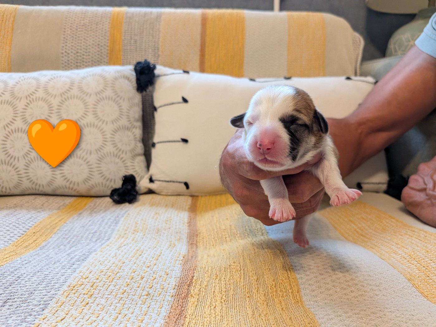 Des Jolis Coquelicots - Chiots disponibles - Welsh Corgi Pembroke