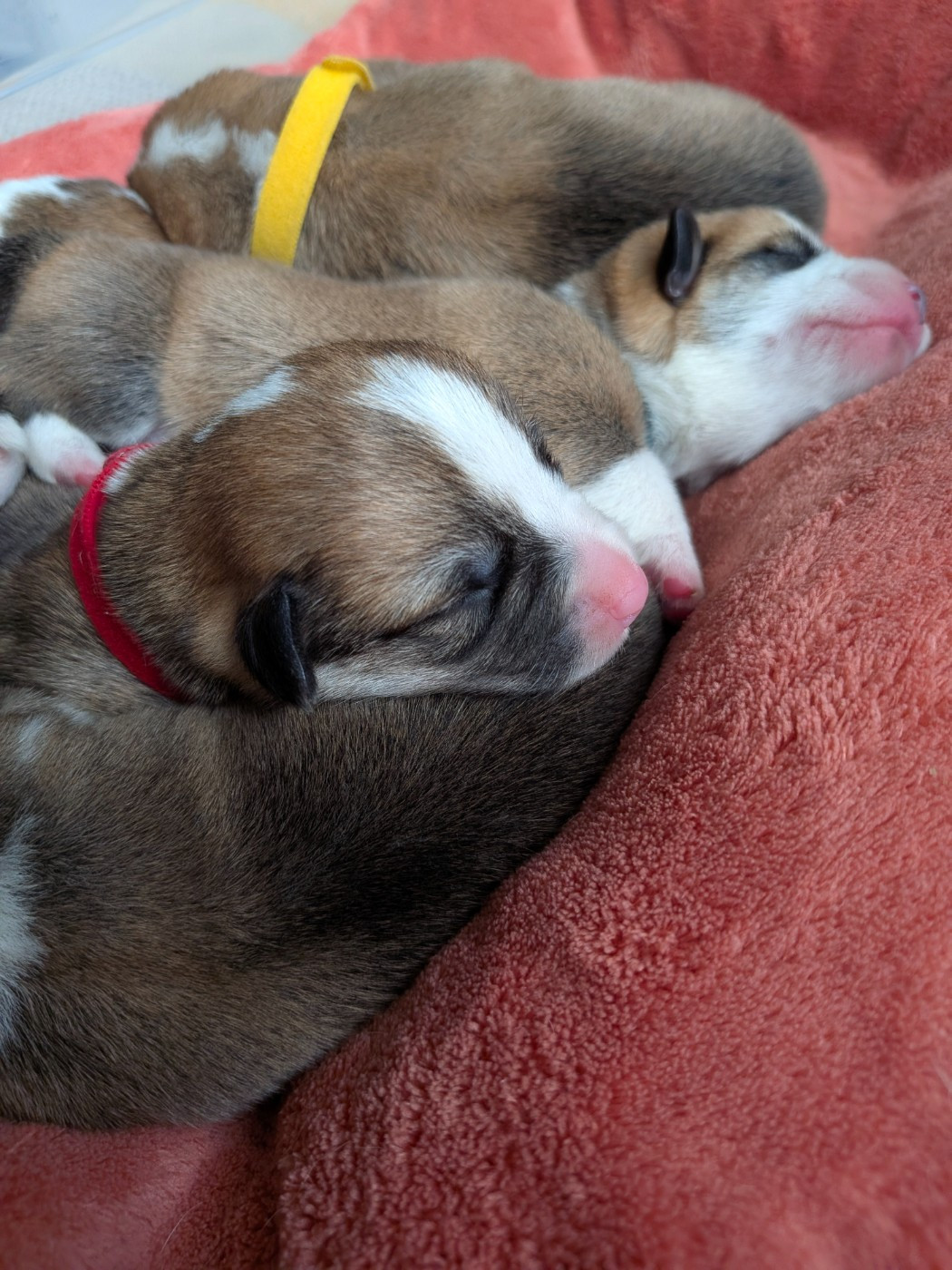 Chiot Welsh Corgi Pembroke Des Jolis Coquelicots