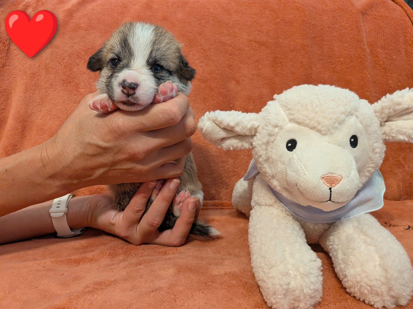 Des Jolis Coquelicots - Chiots disponibles - Welsh Corgi Pembroke
