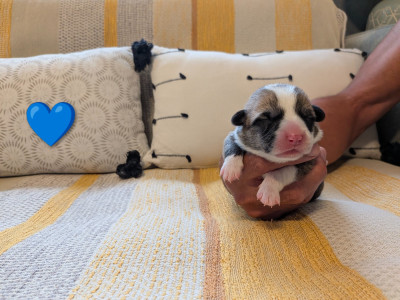CHIOT 6