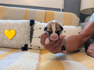 CHIOT 3