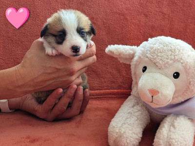 CHIOT 2