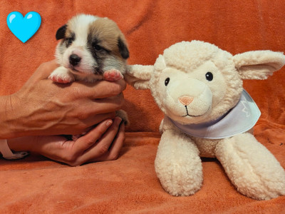 CHIOT 4