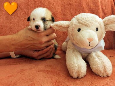 CHIOT 1