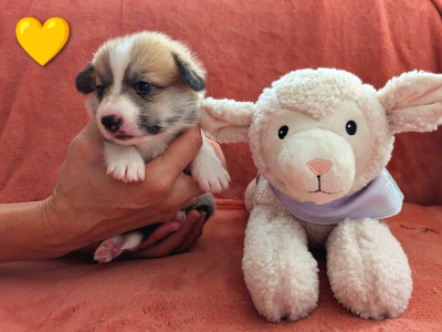 CHIOT 3