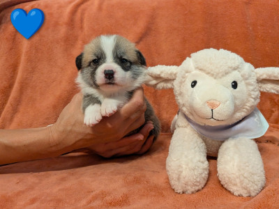 CHIOT 6