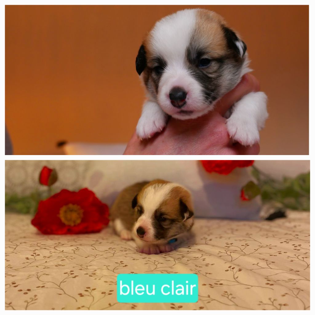 Des Jolis Coquelicots - Chiots disponibles - Welsh Corgi Pembroke